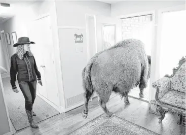  ?? Vernon Bryant / Dallas Morning News ?? Bullet the bison walks out of her owner Karen Schoeve’s home in Argyle. Bullet lives outside but can easily escape her pen, so she occasional­ly walks through the house to visit.