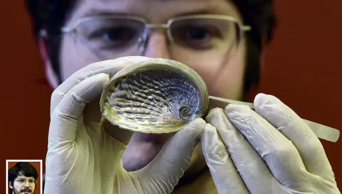  ?? PHOTO: PETER MCINTOSH ?? Treasure trove of informatio­n . . . University of Otago zoology PhD candidate Kerry Walton (and inset) with a Haliotis Australis shell, one of many he will be extracting DNA from as part of his research.