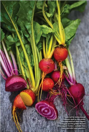  ??  ?? Look out for more unusual cultivars, such as this candycolou­red beetroot Beta vulgaris
‘Chioggia’ and the golden-fleshed Beta vulgaris ‘Golden’, available from many specialist seed suppliers.