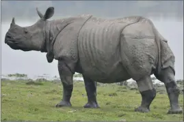  ?? ?? Contribute­d
Animals that raised concerns included a rhinoceros named Felipe.