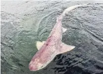  ?? PHOTO: SIMONE JARRETT ?? Learning more . . . a sevengill shark in Stewart Island waters.
