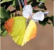  ?? MARY E LINDSAY | ?? Autumn-leaf Vagrant – Afrodryas Leda.