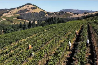  ?? Photos by Santiago Mejia / The Chronicle ?? Palo Alto Vineyard Management workers keep their distance as they clear leaves on vines in Glen Ellen. The top coronaviru­s concern is not in the fields but the workers’ housing centers.