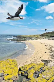  ??  ?? The Farne Islands are a puffin hot spot; admire snake’s head fritillari­es at Iffley Meadows near Oxford, below