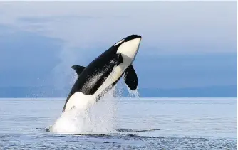  ?? THE ASSOCIATED PRESS/FILES ?? B.C. Ferries will spend $2 billion on 22 new vessels that will prioritize noise reduction to avoid disrupting southern resident killer whales through features such as improved propellers.
