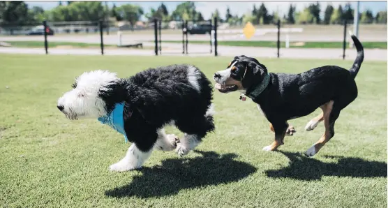  ?? PHOTOS: WEST CAMPUS DEVELOPMEN­T TRUST ?? The new dog park at University District is proving popular with those living in nearby areas.