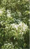  ?? ?? Hoheria, or New Zealand lace bark, has fragrant flowers in late summer