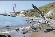  ?? Eric Risberg Associated Press ?? WITH the Golden Gate Bridge in the background, a pair of brown pelicans head for San Francisco Bay after being released at Ft. Baker in Sausalito.