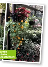  ??  ?? This prolific patio planting includes fuchsias and nasturtium­s