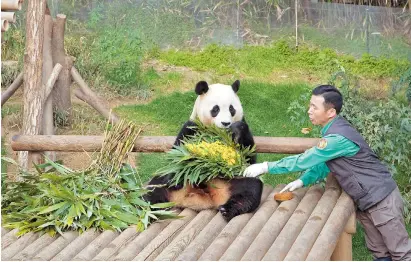  ?? ?? A zoo keeper prepares food for giant panda Fu Bao at Everland theme park in Yongin, South Korea, yesterday. Fu Bao is scheduled to return to China next month. — Xinhua