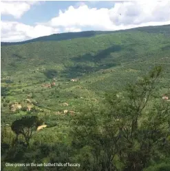  ??  ?? Olive groves on the sun-bathed hills of Tuscany