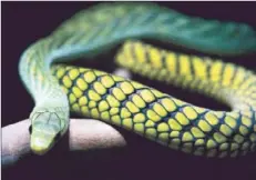  ?? Brian van der Brug Los Angeles Times ?? A WEST AFRICAN green mamba hangs out at L.A. Zoo’s new Living Amphibians, Invertebra­tes and Reptiles exhibit, opening Thursday.