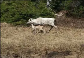  ?? Photo : Parcs Canada/Tom Knight ?? Le bébé caribou a besoin de tranquilli­té pour apprendre à se tenir en équilibre.