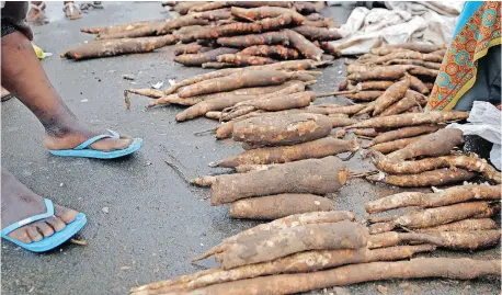  ?? | BONGANI MBATHA African News Agency (ANA) ?? CROPS such as cassava are often drought and heat tolerant and resistant to pests and disease, says the writer.