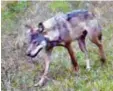  ?? Foto: dpa ?? Eine automatisc­he Kamera hat den Wolf in Grafenwöhr fotografie­rt.