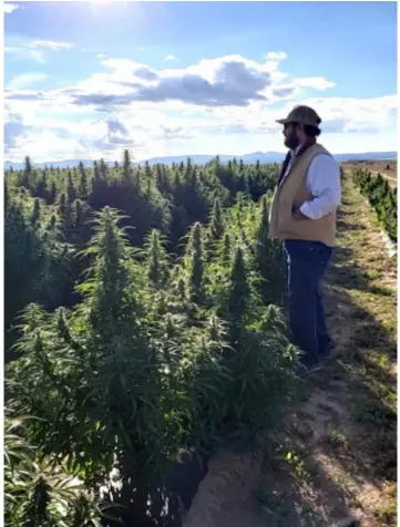  ?? ?? Above, Aaron Diaz, looking over his 5-acre hemp field in Torrance County, just before the start of the harvest. Photos by Tamara Bicknell-lombardi.