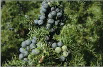  ?? Picture:
Tim Wilkins, Plantlife Picture:
Rock Rose Gin ?? Juniper berries help give gin its aromatic flavour.
Martin Murray is looking for the right blend.