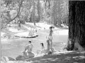  ?? Courtesy photo / National Park Service ?? An undated old photo of people on the Merced River next to the landmark sugar pine, downstream from Sugar Pine Bridge.