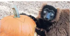  ?? FOTO: ZOO DUISBURG ?? Dieser rote Vari hat Kürbisse zum Fressen gern.