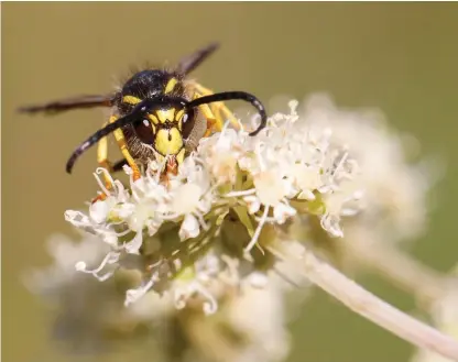  ?? FOTO: PEKKA MALINEN ?? De pollineran­de insekterna måste skonas för sitt eget och människans bästa. Säkerhets- och kemikaliev­erket uppmanar hobbyodlar­e och trädgårdse­ntusiaster bekämpa ogräs och skadeinsek­ter med naturenlig­a metoder. Kemikalier ska undvikas om det bara är möjligt.
