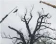  ?? Seth Wenig, The Associated Press ?? A man is raised by a crane into an oak tree Monday in Basking Ridge, N.J.