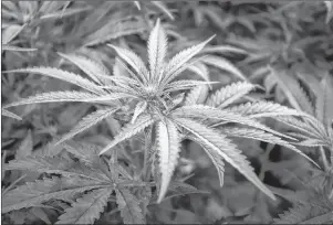  ?? CP PHOTO ?? Marijuana plants are shown at a cultivatio­n facility in Olds, Alta., Oct. 10. While legalizati­on arrived Oct. 17, and Canada became the world’s largest national marketplac­e for so-called recreation­al marijuana, the first weeks have felt more like a soft opening with few retail outlets operating and rampant supply shortages.