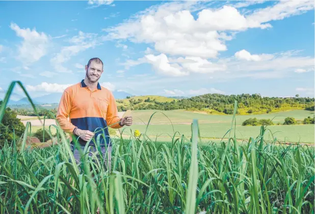  ??  ?? TRIAL PROJECT: South Johnstone cane farmer Adrian Darveniza is trialling zero-tillage fallow crops and plant cane to improve crop outcomes and water quality.