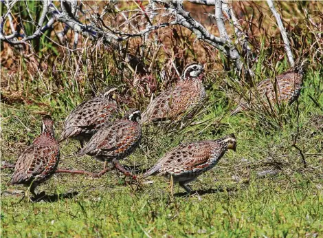  ?? Shannon Tompkins / Houston Chronicle ?? Quail had a dry, tough winter and spring in much of Texas, but improved habitat conditions in South Texas and other regions blessed by spotty rains in June and early July could trigger a flurry of late-season nesting by the resilient game birds.