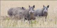  ??  ?? GETTY Wild boars have been found to have ten times the safe level of radiation in Sweden.