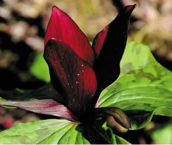  ??  ?? Purple trillium, a North American plant, likes woodland and scrubby areas