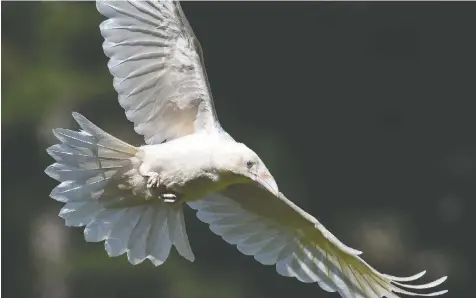  ?? MIKE YIP ?? Mysterious white ravens are considered leucistic — not albino, which have no pigment at all.