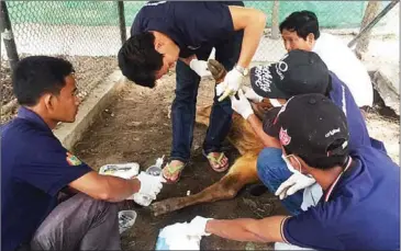  ?? SUPPLIED ?? Phnom Tamao zoo officials treat a newly rescued gaur in Takeo province last week.