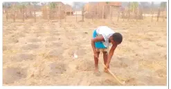  ?? ?? Eurita Verengai of Masenda Village in Mudzi braves the scorching heat to prepare the land