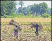  ?? ?? Anger among farmers in Surendrana­gar saw the BJP’S electoral fortunes take a beating in the region in 2017.