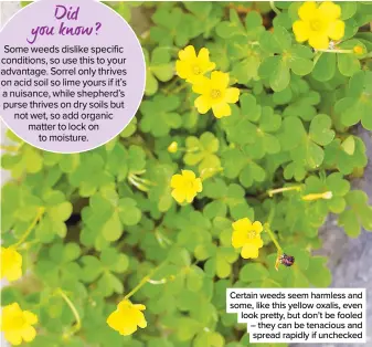  ??  ?? Certain weeds seem harmless and some, like this yellow oxalis, even look pretty, but don’t be fooled – they can be tenacious and spread rapidly if unchecked