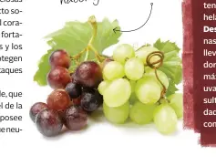  ??  ?? La uva te ayuda a recuperart­e después de hacer ejercicio físico.
