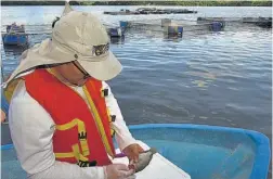  ??  ?? No comestible­s. Especialis­ta recomienda que los peces muertos no sean consumidos, sino enterrados, como ya se hizo en los primeros días.