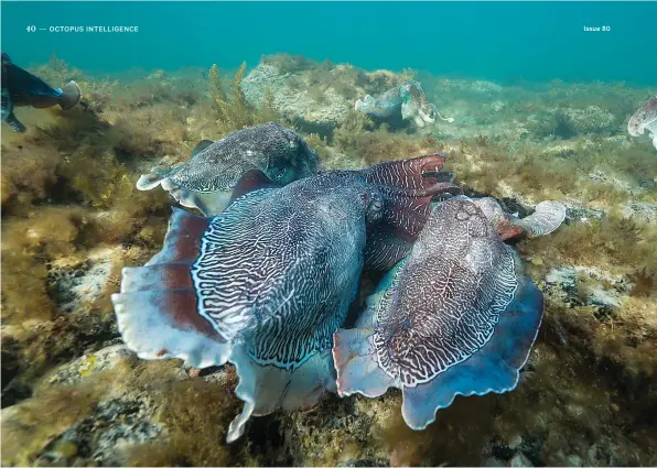  ??  ?? 07 | Cuttlefish have an impressive capacity to learn. These Australian giants are learning about the birds and the bees at Whyalla, South Australia.