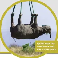  ??  ?? Up and away: this could be the best way to move rhinos.