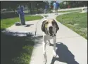  ??  ?? Smith, a treeing walker coonhound, hangs out at Kiwanis Dog Park in Galt on Wednesday.