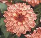  ?? PROVIDED BY BALL FLORAPLANT VIA AP ?? Venti Tequila Sunrise dahlia is hardy in-ground in zones 8-10.