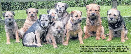  ??  ?? Meet the clan – border terriers Mutley, Meg, Tanzy, Pickles, Rusty, Tinker, Rags, Tino and Dotty - who all live with Steve and Barbara Cawley near Aberlour