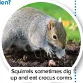  ?? ?? Squirrels sometimes dig up and eat crocus corms