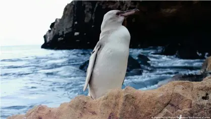  ??  ?? El pingüino blanco hallado en las Islas Galápagos.