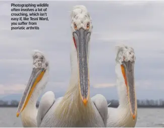  ??  ?? Photograph­ing wildlife often involves a lot of crouching, which isn’t easy if, like Tesni Ward, you suffer from psoriatic arthritis