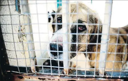  ?? ISMAEL HERRERO / EFE ?? El 16% de los perros abandonado­s en Catalunya en el 2015 eran cachorros