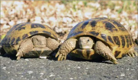  ?? CHRIS LEONE — GARDEN STATE TORTOISE VIA AP ?? This 2016 photo provided by Chris Leone of Garden State Tortoise shows two Russian Tortoises in Galloway, N.J. Turtles may seem like the perfect low-maintenanc­e pet — less work than dogs and cats and more interactiv­e than fish. And they can make...