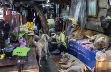  ?? ATUL LOKE PHOTOS/THE NEW YORK TIMES ?? A woman with some of the 10 stray dogs she cares for in her small home in the Colaba area of Mumbai.