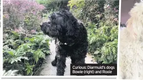  ??  ?? Curious: Diarmuid’s dogs Bowie (right) and Roxie