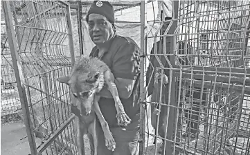  ??  ?? ‘Four Paws’ worker carries a sedated fox at a zoo in Rafah in the southern Gaza Strip, during the evacuation by the organisati­on of animals from the Palestinia­n enclave to relocate to sanctuarie­s in Jordan. — AFP photos